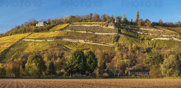 Vineyards divided into terraces with dry stone walls in the evening light under a blue sky, autumn