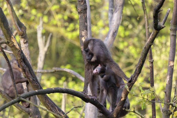 An adult female mandrill (Mandrillus leucophaeus) stands with her baby high up in a tree. A green