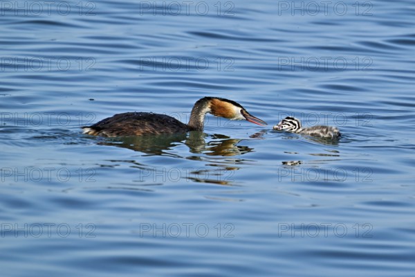 Great Crested Grebe (Podiceps Scalloped ribbonfish), pair feeding a chick with fish, swimming in