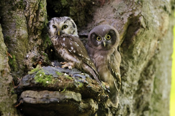 Great Horned Owl (Aegolius funereus), Great Horned Owl, adult, juvenile, on tree, on guard,