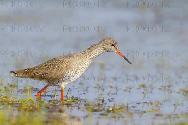 Redshank (Tringa totanus) looking for food in a wet meadow, wildlife, animals, birds, snipe family,