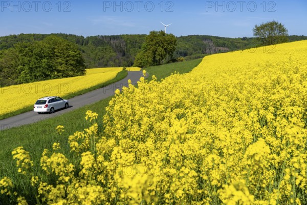 Car on a small country road through rape fields in full bloom, spring in the Elfringhauser Schweiz,