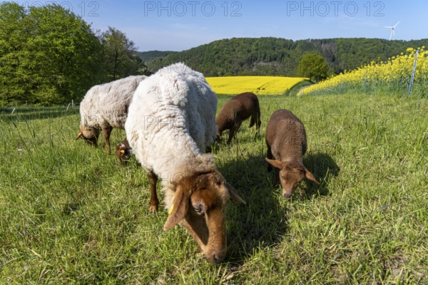 Sheep, lambs, on a field next to rape fields in full bloom, spring in the Elfringhauser Schweiz,