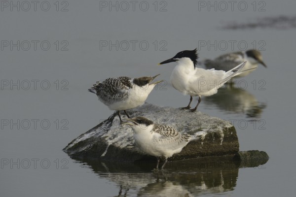 Sandwich Tern (Thalasseus sandvicensis) chick, Texel, Netherlands