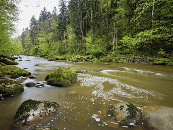 European beech trees shedding leaves, in the foreground moss-covered stones on the river Sihl,