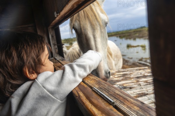 Young child reaching out to a white horse through a wooden window frame in s'albufera natural park,