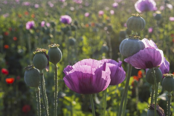 Poppy capsules and flowers of the blue poppy (Papaver somniferum) in the morning light, in a field