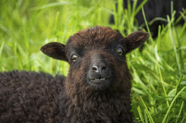 Portrait of a black sheep. Ouessant sheep (Breton dwarf sheep) . The teeth in the lower jaw are