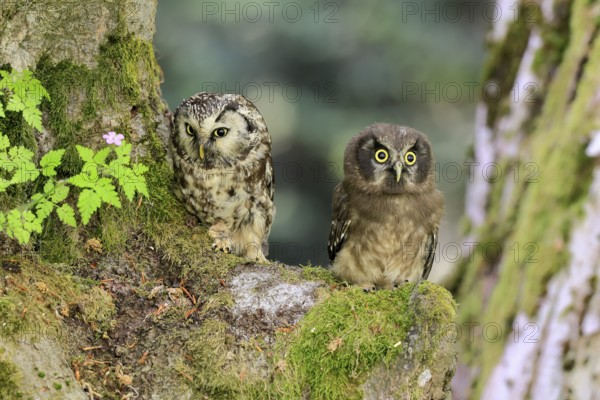 Great Horned Owl (Aegolius funereus), Great Horned Owl, adult, juvenile, on tree, on guard,