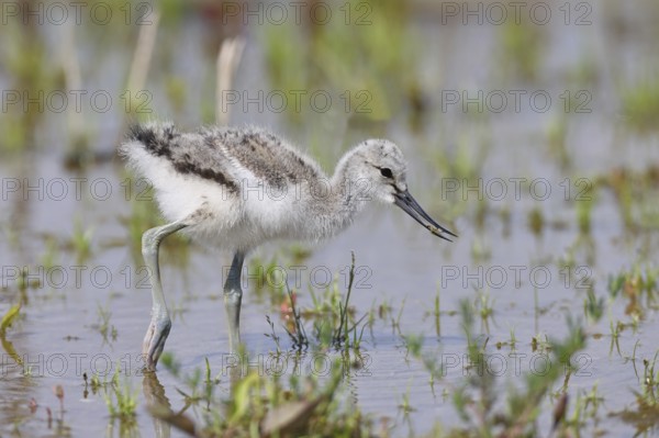 Avocet (Recurvirostra avosetta) Young bird foraging in the shore zone at the lake, Wildlife, Wading