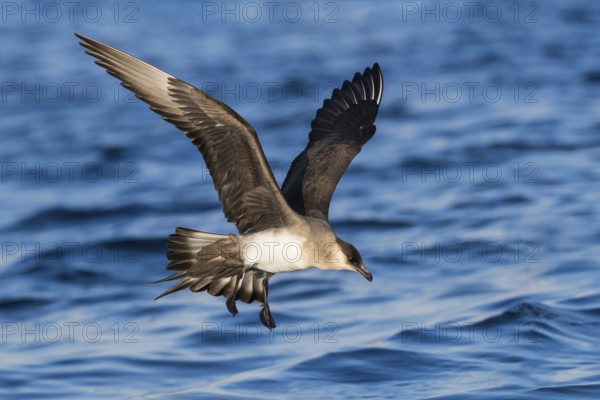 Parasitic Jaeger (Stercorarius parasiticus) flying, Eilat, Israel, Asia