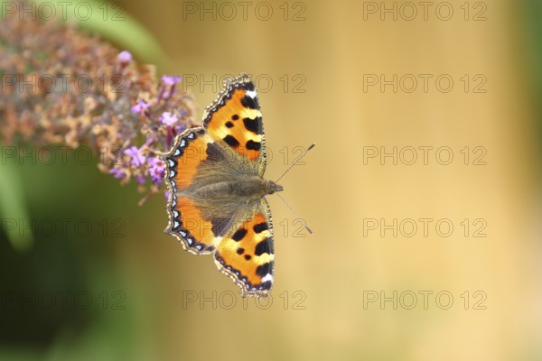 Small tortoiseshell (Aglais urticae), on summer lilac or butterfly-bush (Buddleja davidii), Wilden,
