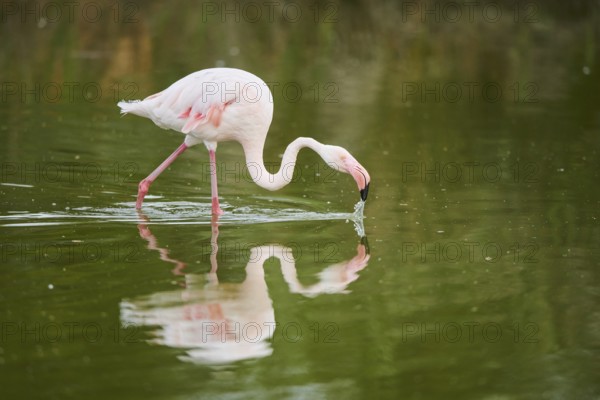 Greater Flamingo (Phoenicopterus roseus) walking in the water, Parc Naturel Regional de Camargue,