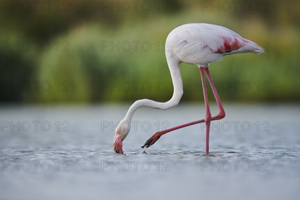 Greater Flamingo (Phoenicopterus roseus) walking in the water, Parc Naturel Regional de Camargue,