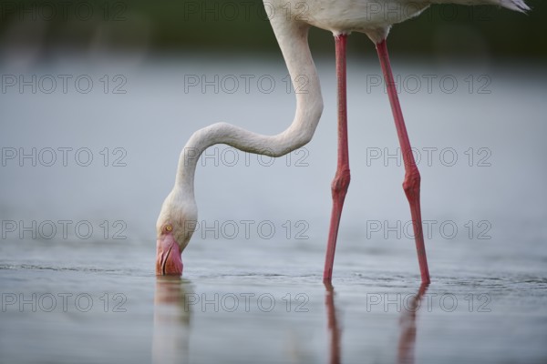 Greater Flamingo (Phoenicopterus roseus) standing in the water, portrait, Parc Naturel Regional de