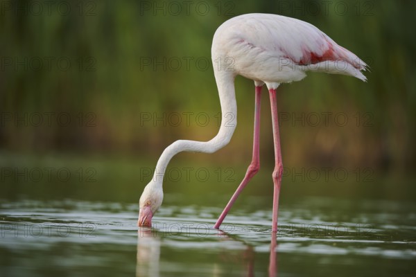 Greater Flamingo (Phoenicopterus roseus) walking in the water, Parc Naturel Regional de Camargue,
