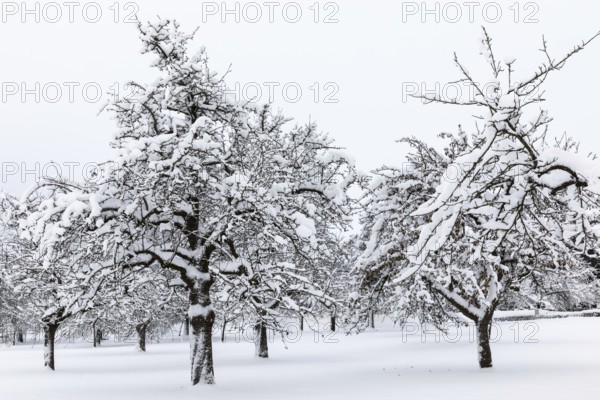 Orchard meadow, snow, winter, Leibertingen, Upper Danube nature park Park, Baden-Württemberg,