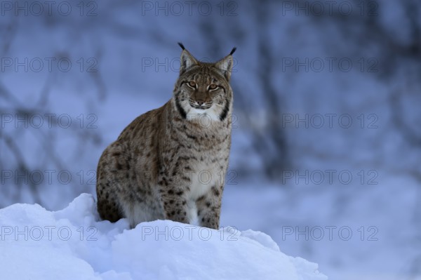 Carpathian lynx (Lynx lynx carpathicus), adult, in winter, in snow, alert, Bavarian Forest,