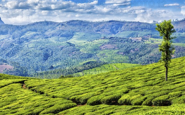 Kerala India travel background, panorama of green tea plantations in Munnar, Kerala, India, tourist