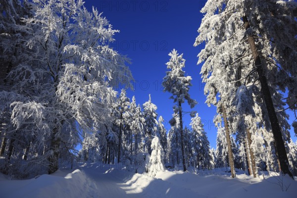 Winter landscape in the Fichtelgebirge, Bayreuth district, Upper Franconia, Bavaria, Germany,