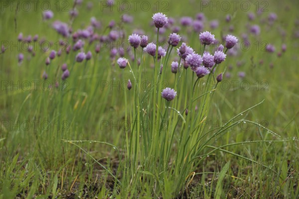 Perennial chive (Allium schoenoprasum) with dewdrops, flowering, natural habitat, nature,