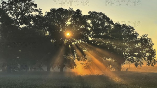 Sunrise, floodplain meadows, floodplain landscape on the Middle Elbe, morning mist, fog, group of