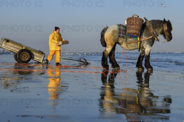 Horse fishermen at work, catching Brown shrimp (Crangon crangon), Koksijde, North Sea coast,