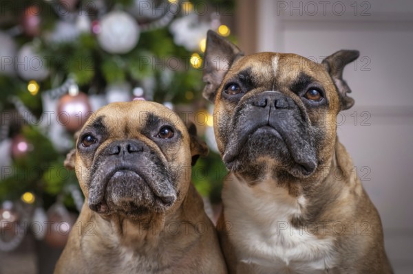 Portrait of pair of brown French Bulldog dogs sitting in front of decorated Christmas tree in