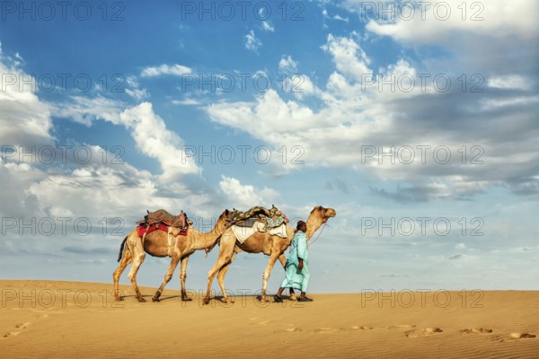 Rajasthan travel background, Indian cameleer (camel driver) with camels in dunes of Thar desert.