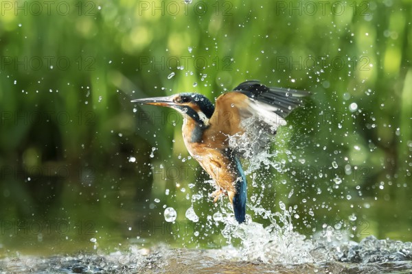 Common kingfisher (Alcedo atthis) unsuccessful fishing kingfisher flies up out of the water after
