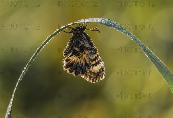 Southern festoon (Zerynthia polyxena) hangs on a blade of grass with drops of water, Lake Neusiedl