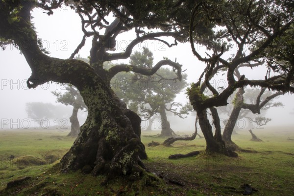 Laurel trees overgrown with moss and plants in the mist, old laurel forest (Laurisilva), stinkwood