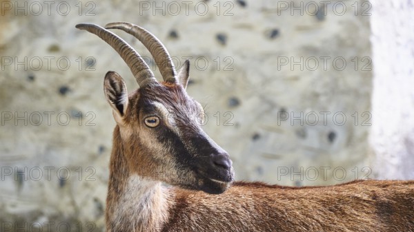 Kri-kri, endangered endemic Cretan wild goat, profile, head and anterior body, house wall, Samaria