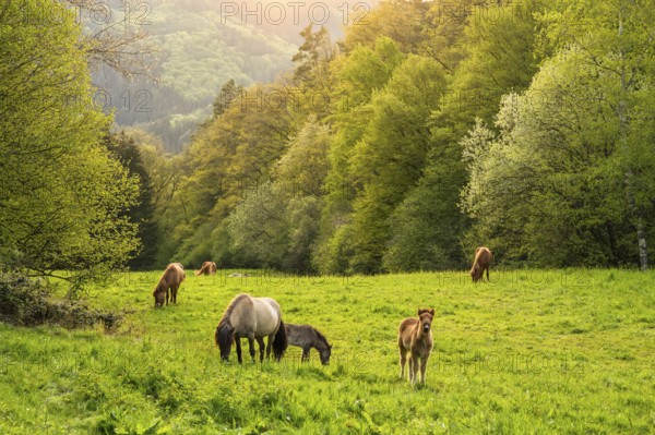 Icelandic horses in a pasture. Mares with foals. A foal begs. Evening, golden hour, backlight.