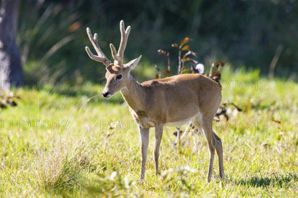 Pampas deer (Ozotoceros bezoarticus) Pantanal Brazil