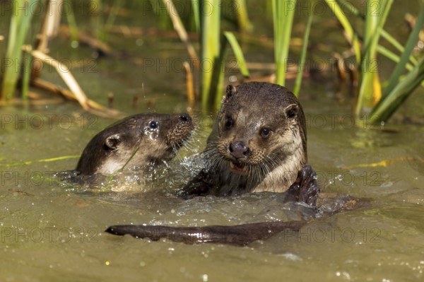Two otters playing happily in the water between reeds, European otter (Lutra lutra), Germany,
