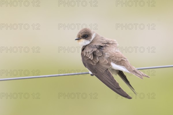 Sand martin (Riparia riparia), sitting on a wire, wildlife, animals, birds, swallows, migratory
