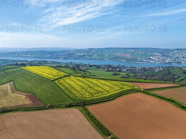 Rapeseed fields over the River Teign from a drone, Teignmouth, Shaldon, Devon, England, United