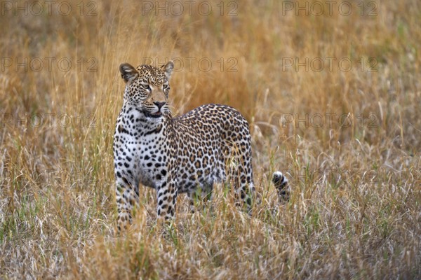 Leopard, Panthera pardus shortidgei, nature habitat, big wild cat in the nature habitat, sunny day