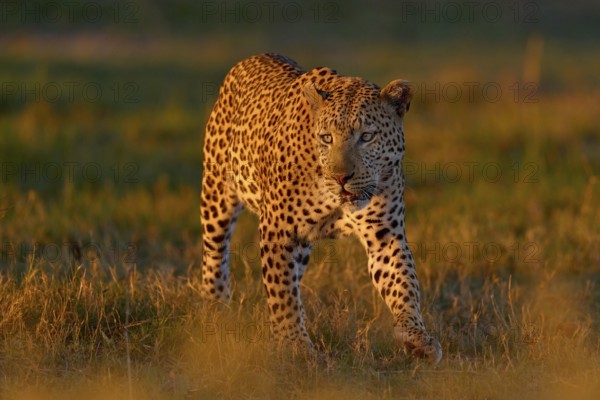 Okavango delta. Wildlife Botswana. Leopard golden grass sunset, Botswana, Africa. Big spotted cat