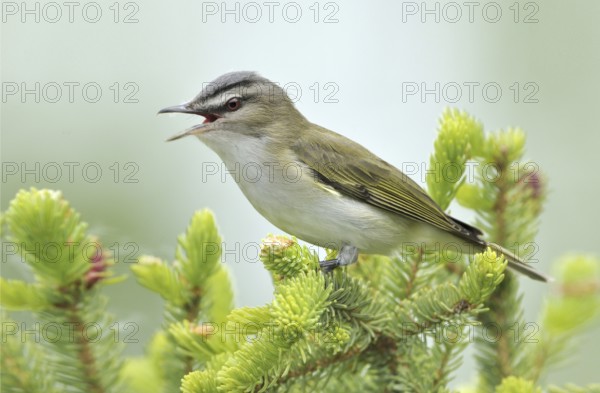 Red-eyed Vireo (Vireo olivaceus), Alberta, Canada, North America