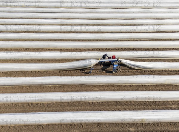 DefaultAsparagus harvest on the Lower Rhine, near Wesel, asparagus field under thermo foil, for