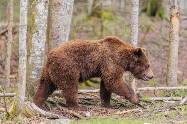 A young male Eurasian brown bear (Ursus arctos arctos) runs through a forest