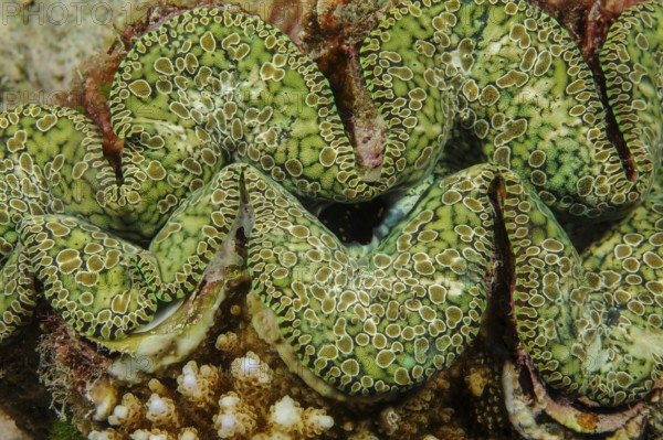 Underwater photo close-up detail photo of mantle of teardrop giant clam (Tridacna noae) Noah's