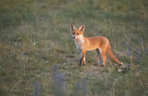 Red fox (Vulpes vulpes) Young fox looking around, Schorfheide-Chorin Biosphere Reserve,
