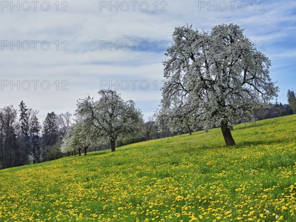Field of flowering dandelions and pear trees (Pyrus communis), Beinwil, Freiamt, Canton Aargau,