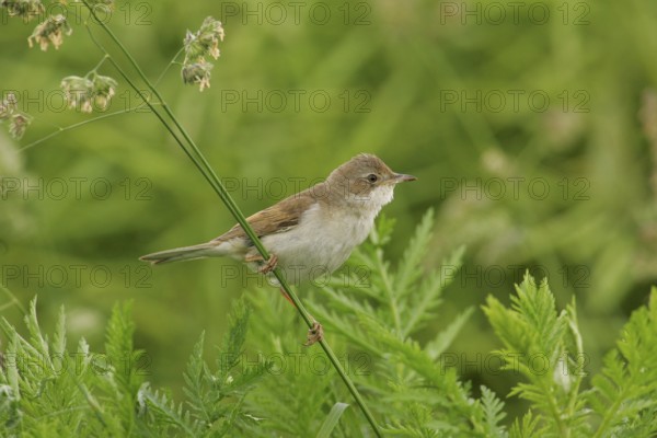 Common Whitethroat (Sylvia communis) female, Lower Saxony, Germany, Europe