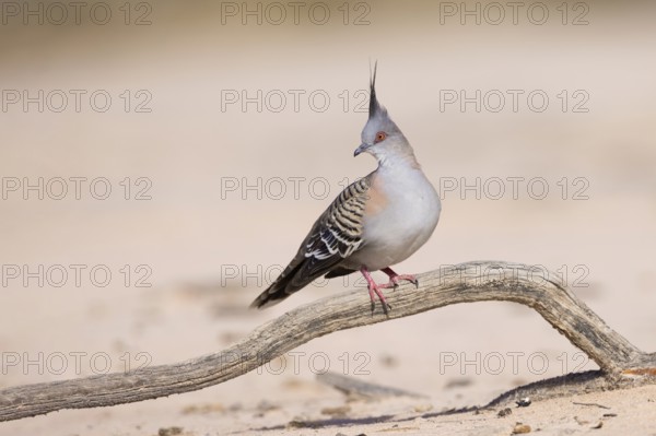 Crested Pigeon (Ocyphaps lophotes) perched on a dried branch on ground, Victoria, Australia,