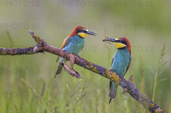 European Bee-eater (Merops apiaster) pair displaying, perched on a branch, Saxony-Anhalt, Germany,