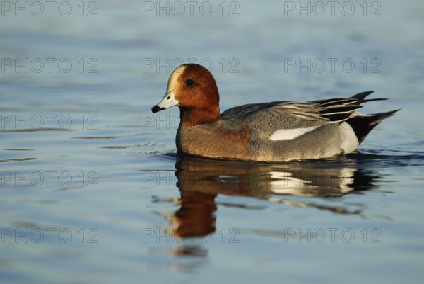 Eurasian Wigeon (Mareca penelope) male, Arizona, USA, North America